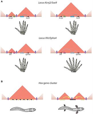 Topologically Associating Domains and Regulatory Landscapes in Development, Evolution and Disease